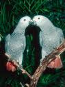 African gray parrots