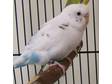 Adopt Avery a Budgie/Budgerigar