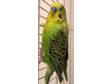 Adopt Ernie a Budgie/Budgerigar