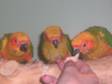 Sun conure