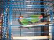 Adopt two lovies a Lovebird