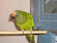 Adopt Micki a Conure