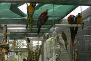 exotic weaned baby parrots and fertile eggs for sale