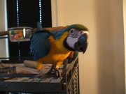 Hand Reared Baby Macaws 