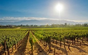 Best Wine Tours Napa Valley